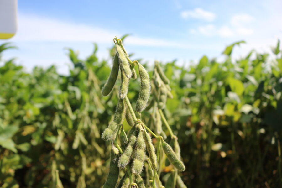 Produtividade em alta: desempenho de cultivares de soja surpreende produtores de Mato Grosso