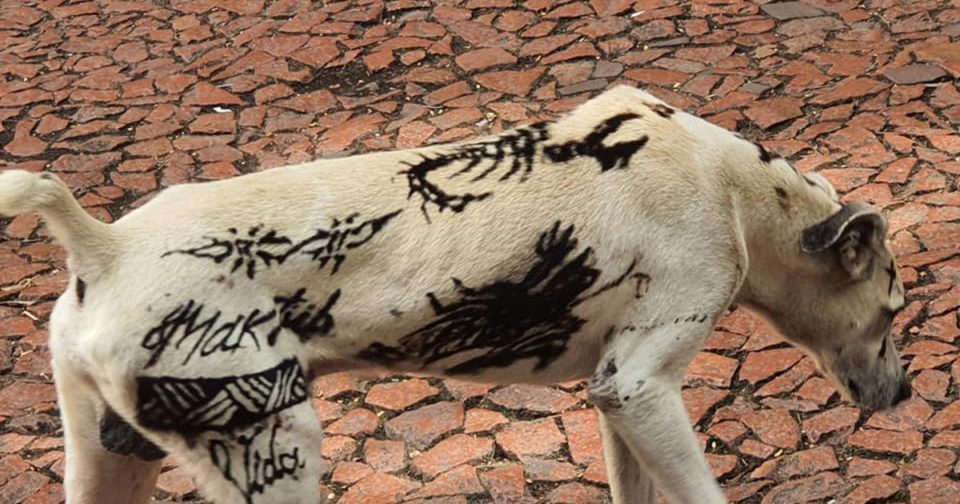 Senado aprova proibição de tatuagens e piercings em cães e gatos
