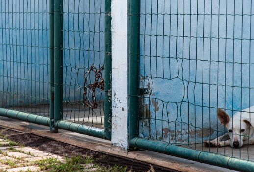 Prefeitura de Rondonópolis promove mudança na gestão de políticas de proteção animal