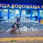 Rondonópolis | Cão farejador encontra 400 kg de drogas e munições em compartimento secreto de caminhão 6