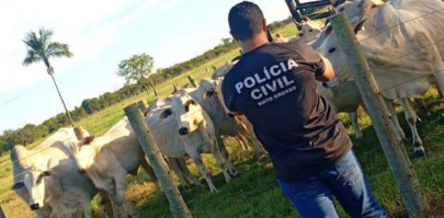 Polícia Civil identifica receptadores e recupera 20 vacas furtadas de fazenda em São Félix do Araguaia