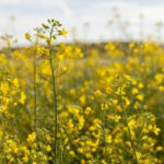 Com semente 100% produzida no Brasil, cultivo de canola pode decolar como biocombustível ao setor aéreo unnamed (1)