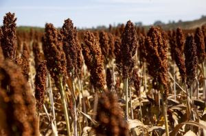 Produção de etanol, a partir do sorgo, ganha força no Brasil