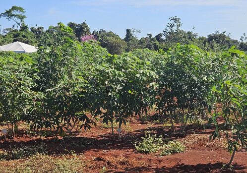 Governo de MT investe em pesquisa com mandioca para fortalecer a agricultura familiar