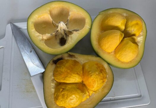 Pesquisadores estudam o potencial do óleo de pequi na cicatrização e regeneração dos tecidos da pele