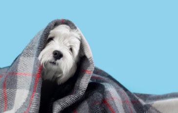 Confira os cuidados adequados com os pets no inverno