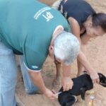 vacinação