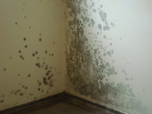 O perigo invisível do mofo dentro de casa