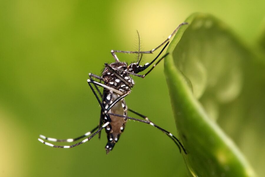 Menos da metade dos brasileiros tem informações completas sobre a dengue, segundo pesquisa encomendada pela SC Johnson