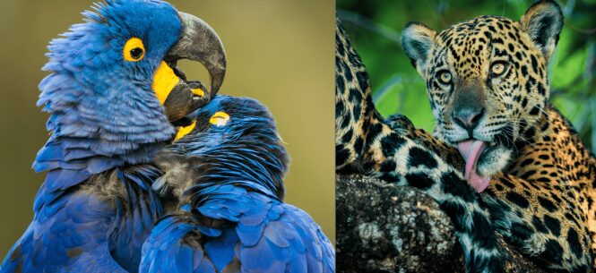 Embratur promove Pantanal brasileiro em campanha global inédita com a National Geographic
