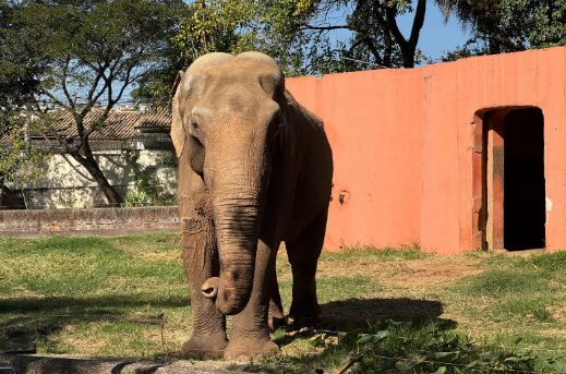 Bianca Bin lança abaixo-assinado com mais de 40 artistas para pressionar Justiça por transferência do elefante Sandro