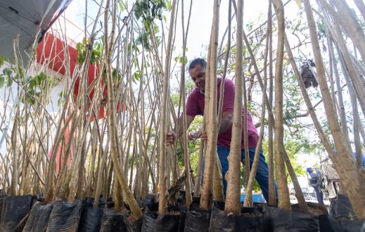 Rondonópolis | Mais de duas mil mudas de ipê são distribuídas para a população