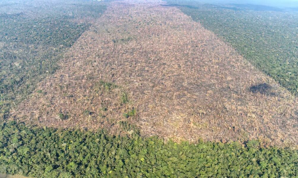 Justiça Federal e TRF1 anulam R$ 1,5 milhão em multas do IBAMA contra maior desmatador da Amazônia