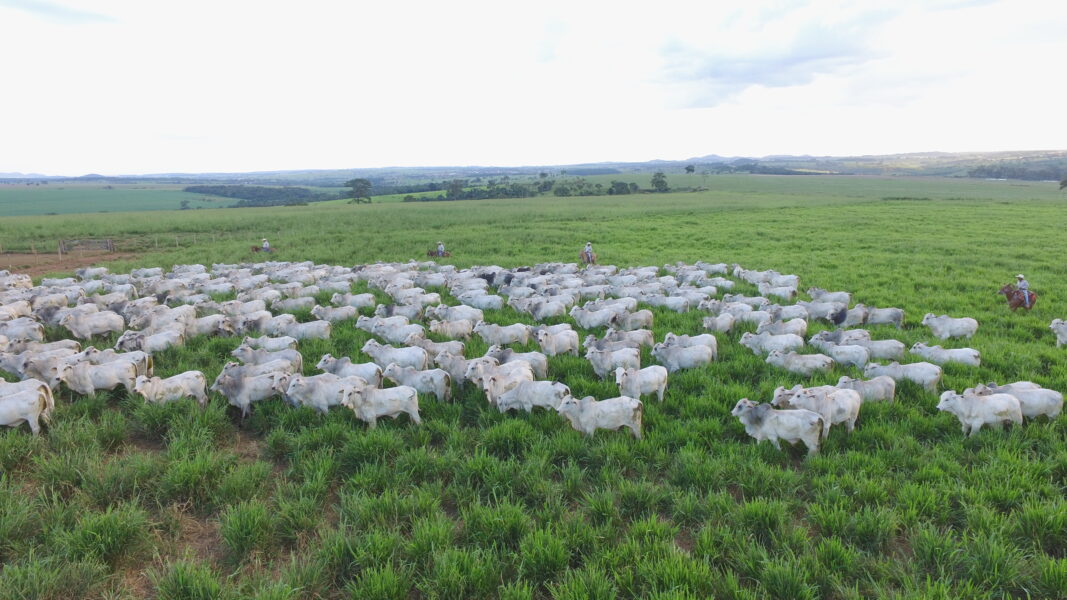 Escritórios Verdes JBS auxiliam produtores na regularização ambiental durante mutirão em Barra do Garças