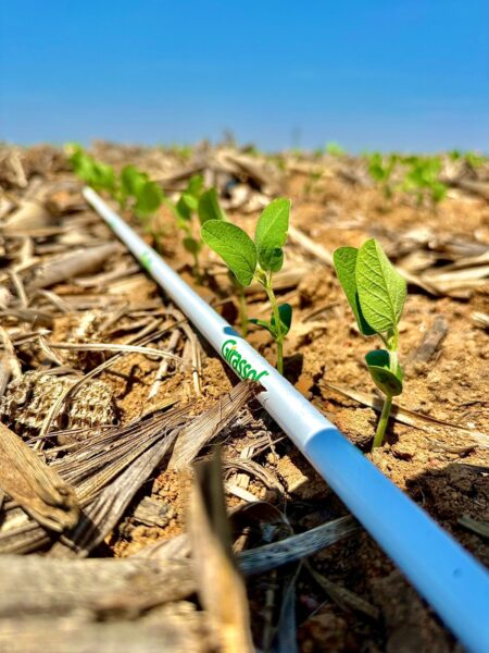 Girassol Agrícola eleva a régua da qualidade das sementes e cria um novo patamar no setor