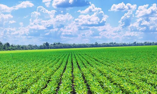 Semeando sustentabilidade: produtores rurais de Mato Grosso tem reconhecimento internacional com soja certificada