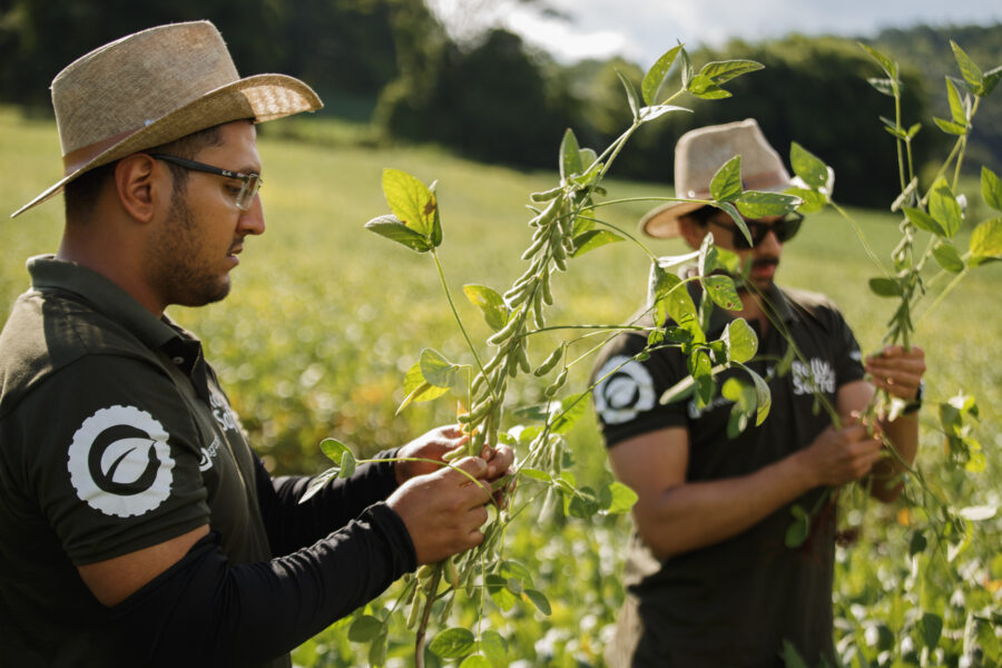 Rally da Safra avalia lavouras de soja no Sudeste do Mato Grosso