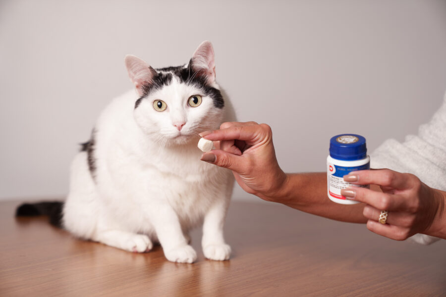 Depressão, estresse e agressividade: como identificar, tratar e prevenir transtornos emocionais em cães e gatos