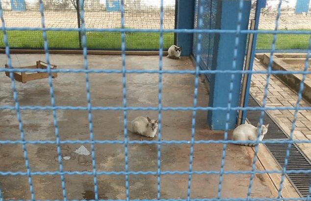 Com lotação, CIBEAR faz alerta à sociedade quanto ao abandono de animais