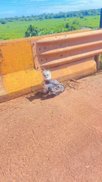 Via Brasil BR‑163 devolve harpia reabilitada à natureza após operação integrada de resgate e conservação