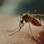 dengue