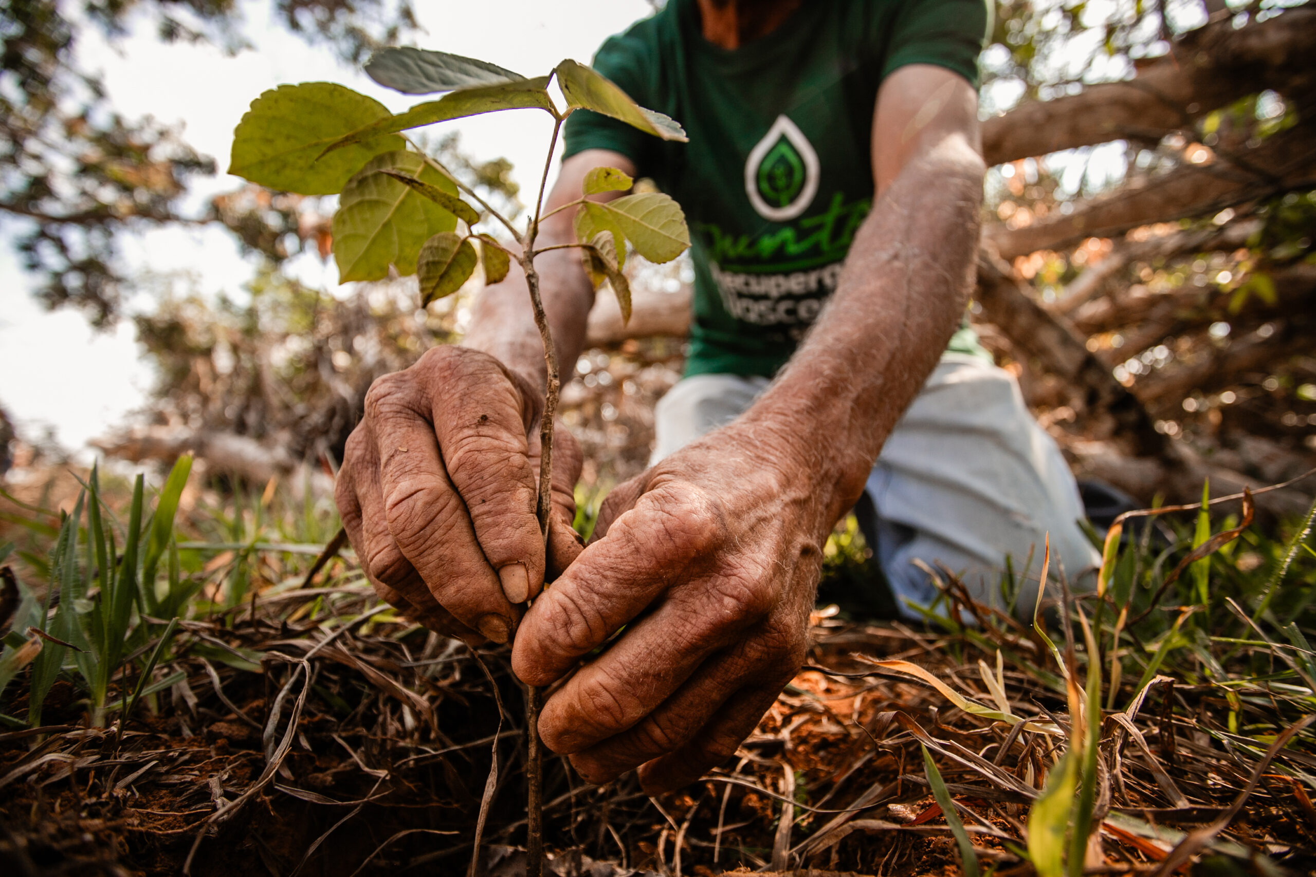 Em parceria com a Nutripura, Sicredi Integração Mato Grosso, Amapá e Pará realiza mais uma edição do projeto Recuperando Nascentes em Pedra Preta  