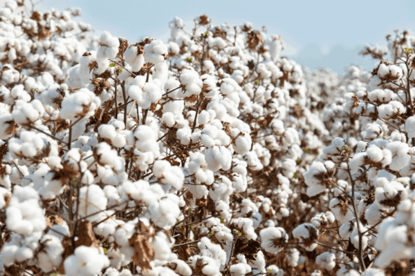 Show Safra: BASF apresenta soluções integradas em sementes, proteção de cultivos e agricultura digital para Mato Grosso