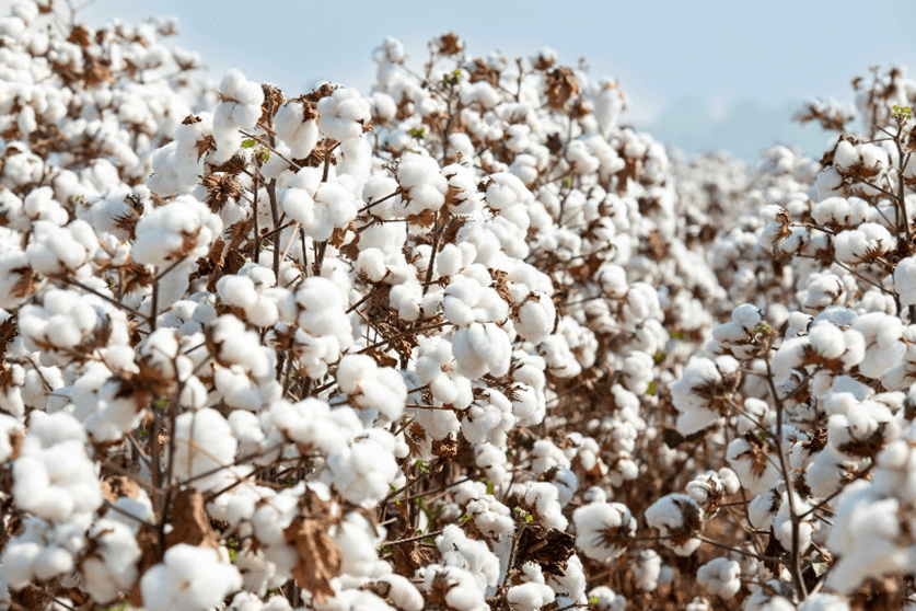 Show Safra: BASF apresenta soluções integradas em sementes, proteção de cultivos e agricultura digital para Mato Grosso