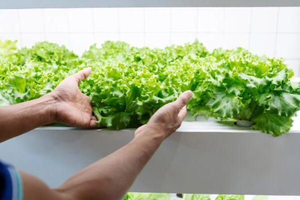 Sebrae/MT inicia projeto de verticalização para fortalecer a agricultura familiar em Lucas do Rio Verde