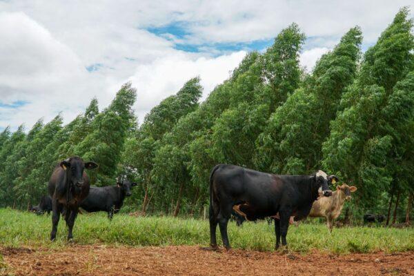 Pecuária de MT regenera área equivalente a 5,8 mil campos de futebol e projeta R$ 921,2 milhões em retorno à cadeia produtiva