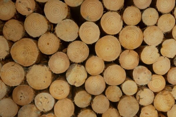 MT sai na frente e regulamenta uso de biomassa de madeira nativa