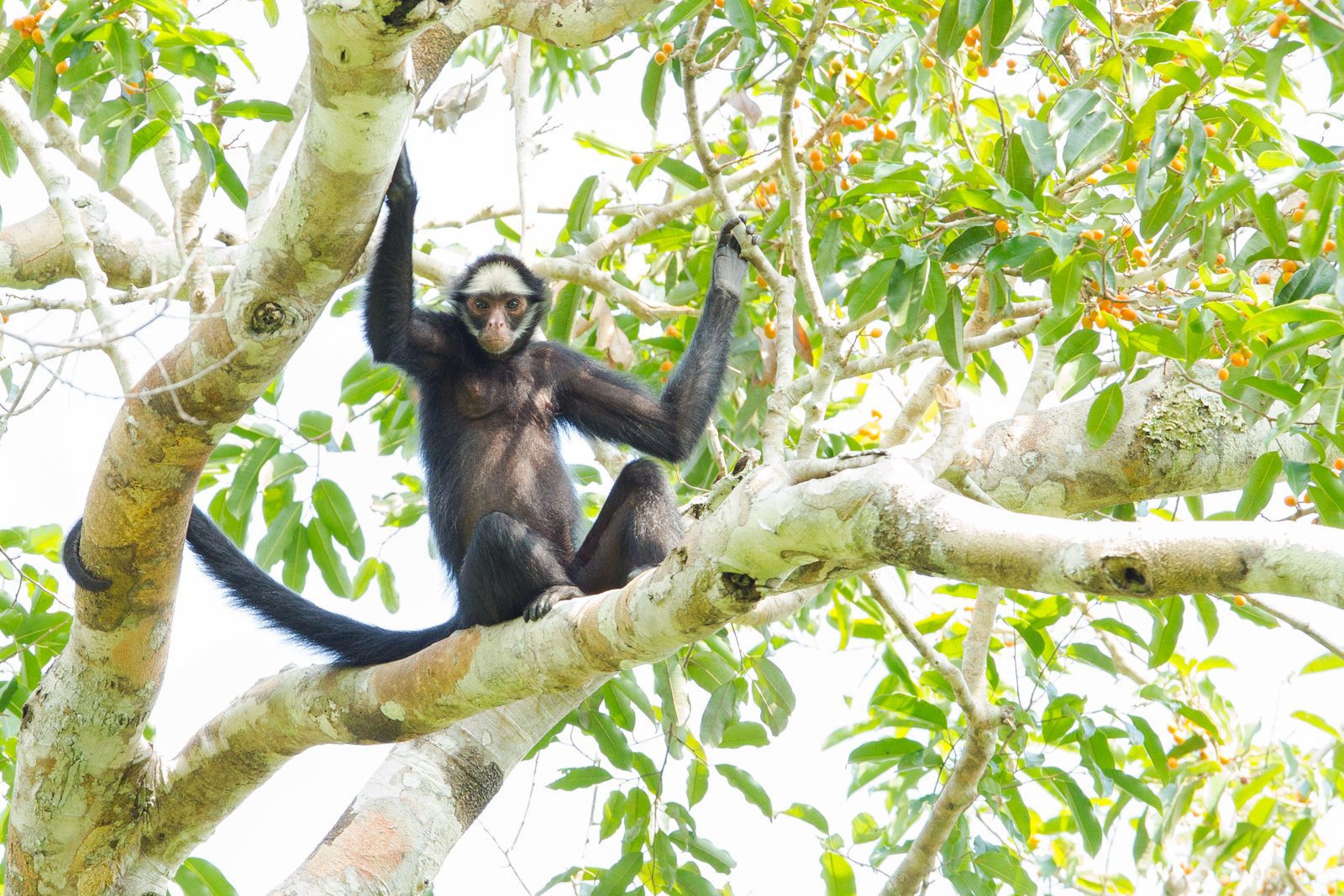 Sebrae/MT lança Rota dos Primatas para fortalecer turismo e valorizar biodiversidade de Mato Grosso White whiskered spider monkey II