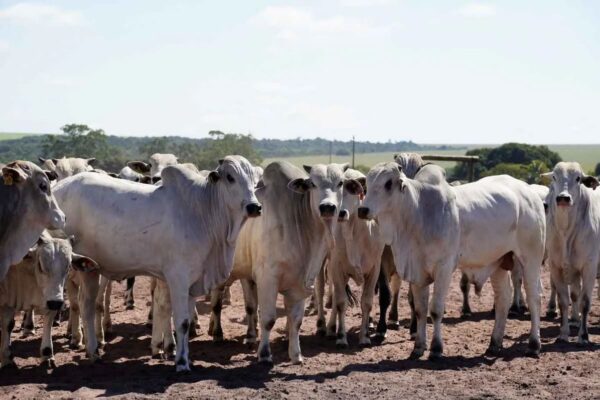 China abre novas oportunidades para frigoríficos de Mato Grosso