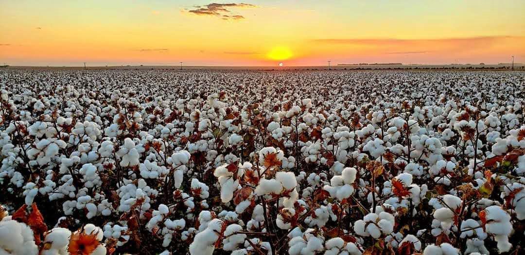 COTTON DAY | Com foco na produtividade Fundação Mato Grosso realiza dia de campo de algodão WhatsApp Image 2026-06-08 at 09.12.13