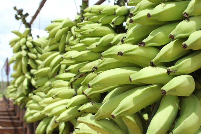 Sebrae/MT e prefeitura promove evento para incentivar exportação de frutas em Lucas do Rio Verde e5b8bc72-5906-4a6c-9159-a00075b64f8d