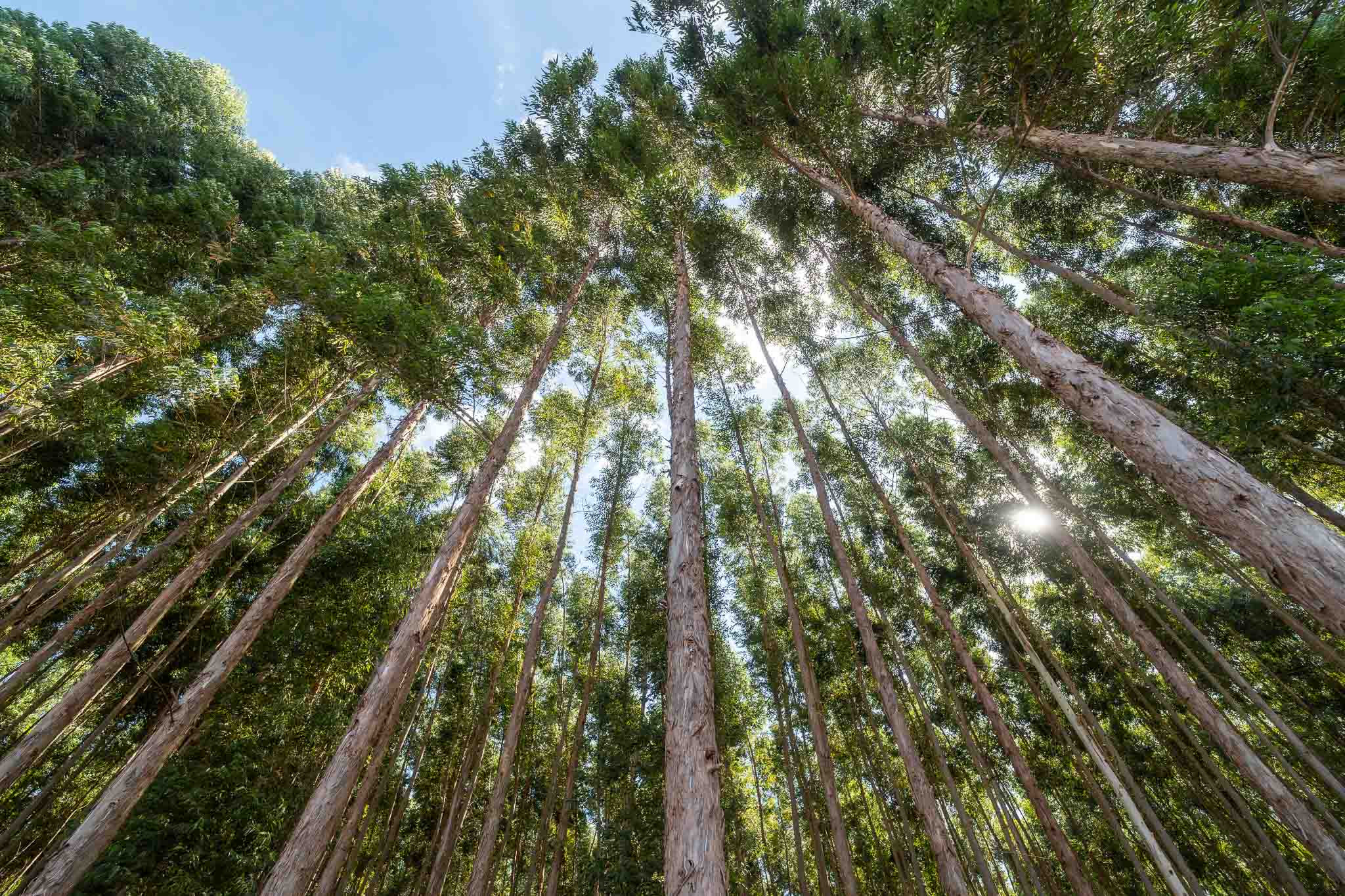 MT já vive apagão de biomassa sustentável unnamed - 2026-06-05T133116.208