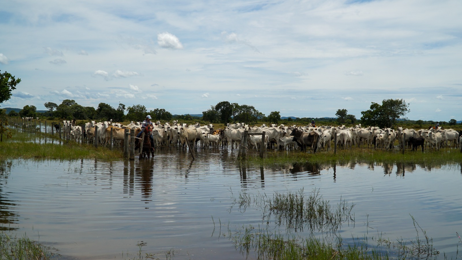 Arrecadação da pecuária cresce 4,7% e chega a R$ 744,9 milhões em Mato Grosso WhatsApp Image 2026-07-03 at 08.17.13