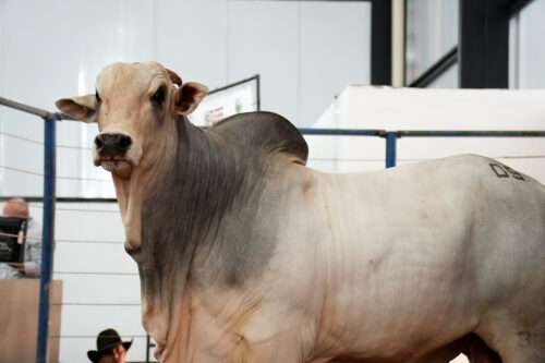 52ª Exposul apresenta seis leilões para aquisição de gado de corte, touros e equinos leilão gado