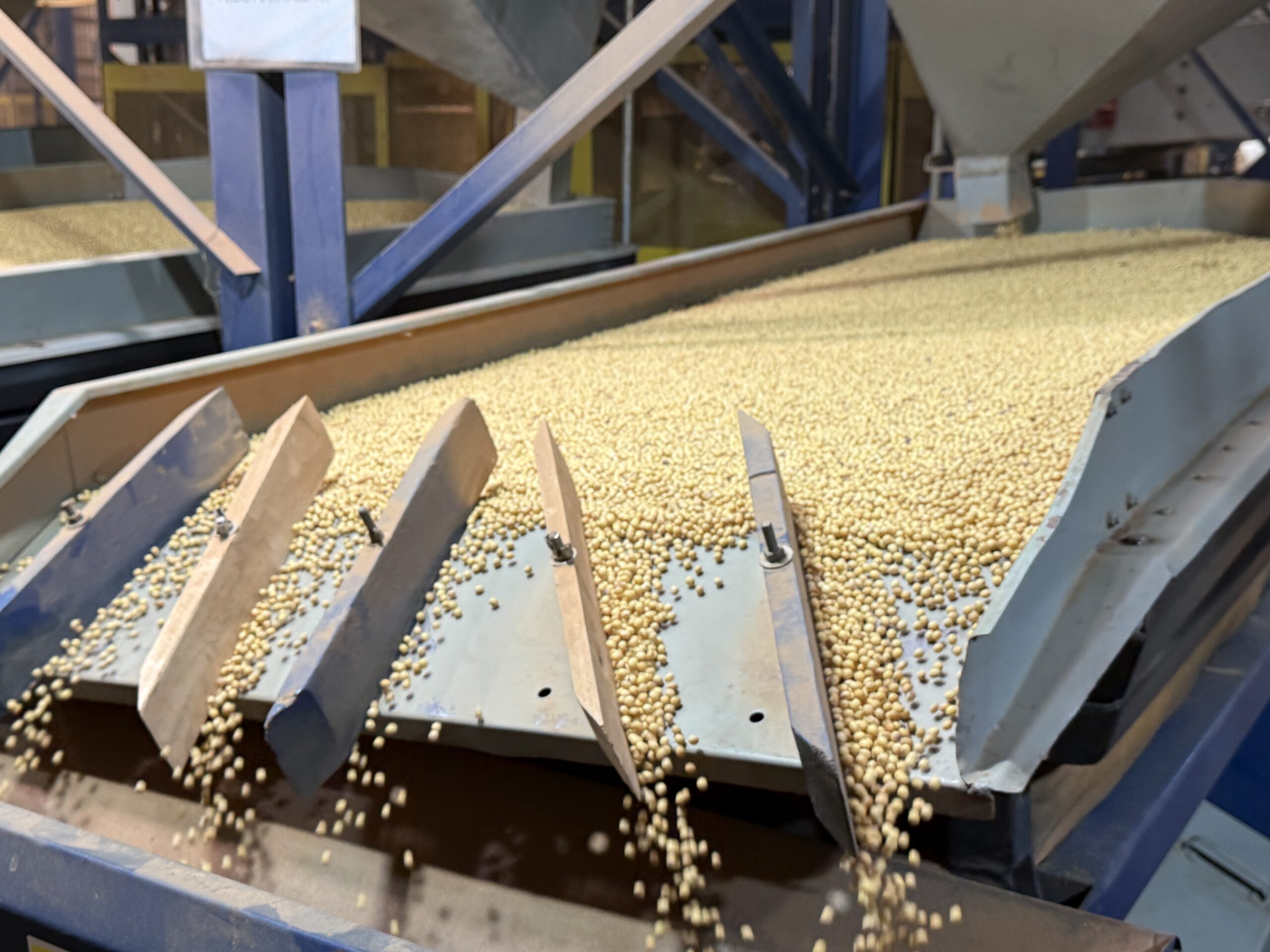 Super El Niño pressiona safra de soja em MT e aumenta importância da escolha das sementes Beneficiamento de semente de soja_Polato
