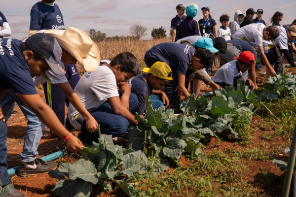 Rondonópolis | Projeto leva alunos da rede municipal para conhecer o cultivo de hortaliças