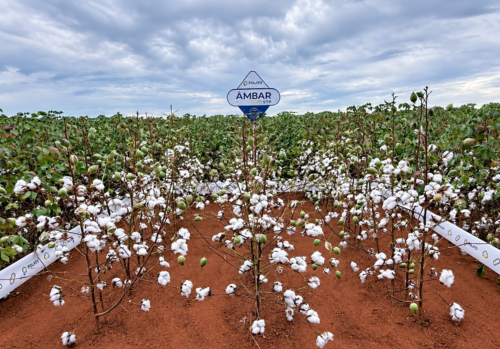 Polato Sementes apresenta cultivares exclusivas no Congresso Brasileiro do Algodão Algodão Ambar_Polato Sementes