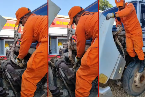 Jiboia de 1,5 metro é encontrada escondida no motor de caminhão em MT cobra jiboia