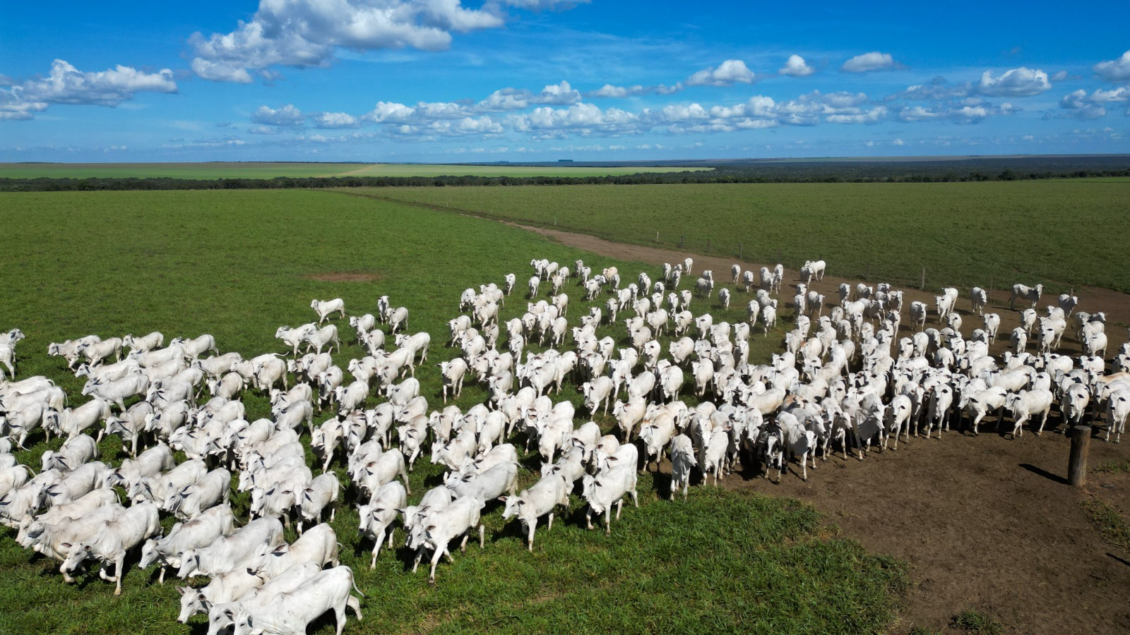 Pecuária de Mato Grosso lidera exportações brasileiras com 25,6% da carne bovina vendida ao exterior pecuária